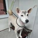 사랑할개 이미지