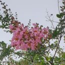 배롱나무(목백일홍)꽃 이미지
