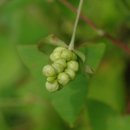 꽃며느리 이미지