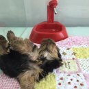 제주 헬로우펫 이미지