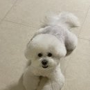 애옹애몽 이미지