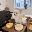 부산 기장 반려동물 동반가능 식당 카레맛집 라루라 내돈내산 후기