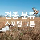 레드앤화이트독 이미지