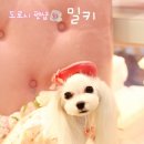 코튼독
