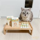 고양이 유산균 건강하게 먹이고 묽은변 제대로 잡은 후기