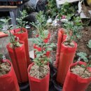 긴뿌리농장 이미지