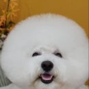로댕펫살롱