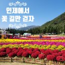 강원도여행 인제가을꽃축제 인제십이선녀탕 인제여행