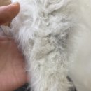 모모티디 독 쌀롱 반려견 미용 계림점 | 광주애견미용 광주 동구 애견미용계림동애견미용 모모티디 독 쌀롱 반려견미용 계림점