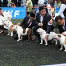 애견전람회 이미지