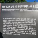 함평 향교 느티나무,팽나무,개서어나무 숲 | 함평 향교리 느티나무 팽나무 개서어나무 숲
