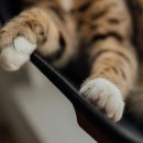 고양이발바닥 이미지