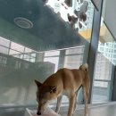 바미애견유치원 이미지