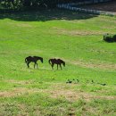 다정목장 이미지