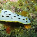 31. 흰갯민숭달팽이(Chromodoris orientalis)~Oriental sea slug 이미지