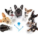 아이안 동물의료센터 이미지