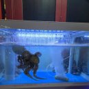 중국집 | 부천 중국집 '정우성' 부천 중동 맛집 중국집 후기