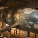 울산 장생포 고래 박물관을 찾아서... [3부] 이미지