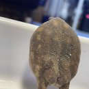 크레하니