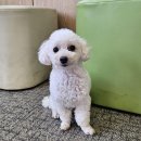 경기켄넬 이미지