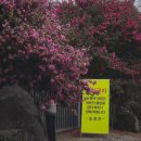 (주)설 렌터카 | [서귀포 동백 여행] 남원읍 위미리 동백군락지, 우연히 만난 자연 그대로의 사진 맛집