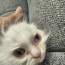 낭만고양이(강서점) 네이버블로그