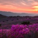 제29회 비슬산 참꽃 문화제 시사저널