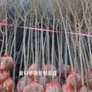 꽃과나무조경