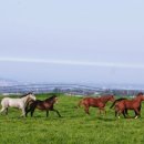 제주특별자치도 축산생명연구원 이미지
