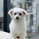 멍발머리 이미지