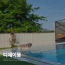 디제이 뭉 | 벌써 N번째 방문 중.. 가평 대형견 동반 펜션 중 원탑, 디제이뭉