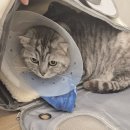 제주냐옹실 고양이미용 이미지