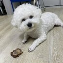 도그먼트 이미지