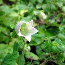 자연산약초 - 단양군 사인암로 762 | 자연산약초
