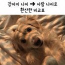 반려견 나이 계산법 이미지