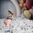 블루랙돌 이미지