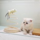 낭만고양이강서점