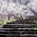 용흥사진입로 이미지