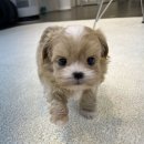 이쁜강아지 이미지