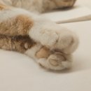 러브펫 반려동물장례식장 | 21그램 반려동물장례식장 내돈내산 반려묘 장례식 후기