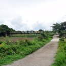 해바라기농장 이미지