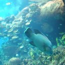 골든코스트 이미지