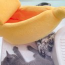 영캣