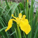 가평 힐링스타 펜션 이미지