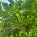 추동나들이와 상촌선생(&#39;25.06.10.화) 이미지