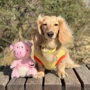 행동돼장 | [zippy paws] 뱃살이 퐁신퐁신한 지피포우즈 나쁜녀석들 행동돼장