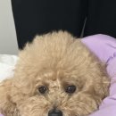 플러피독 이미지