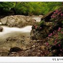 수다래 이미지