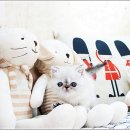 광주강아지분양 고양이분양 24시 데려가개본점 이미지