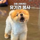 보라자원 | 서울 유기견 봉사 활동 강동 리본센터 후기